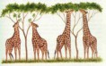 /album/fotogaleria/evolucion-4-jpg/